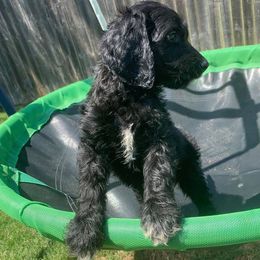 Goldendoodle Puppies from Courtney Wall