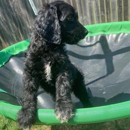 Goldendoodle Puppies from Courtney Wall