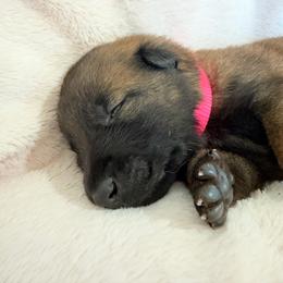 4th Pick Female - Fawn sable female Belgian Malinois puppy in Boise, Idaho from Wings of Freedom Retrievers and Malinois