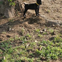 Dandelion - Black female Cane Corso puppy in Roachdale, Indiana from Cast Iron Kennels