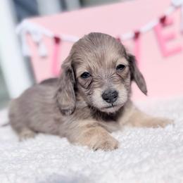 Leo - Cream male Dachshund puppy in Richmond, Virginia from Irresistible Dachshunds & Cavaliers
