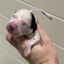 Lavendar - White and black female Dalmatian puppy in Austin, Texas from Dazzling Dalz