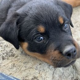 Rottweiler Puppies from Cross Creek Rottweilers