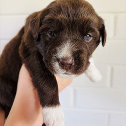 Miniature Australian Shepherd Puppies from Plett Pups
