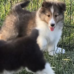 Teddy - Sable and white male Shetland Sheepdog puppy in Luray, Missouri from Krayola Shelties