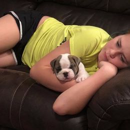 Bulldog and French Bulldog Puppies from Crystals Bulldog Bungalow