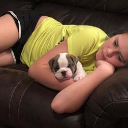 Bulldog and French Bulldog Puppies from Crystals Bulldog Bungalow