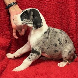 Merle boy 1 - Merle male Great Dane puppy in Morriston, Florida from Boulder View Danes