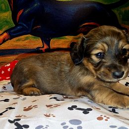 Molly (AKC REGISTRATION) - Chocolate and tan female Dachshund puppy in Beaumont, California from Santa Rita Doxies