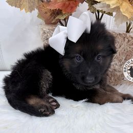 White - Black and red female German Shepherd puppy in Davie, Florida from Vom Broward Haus