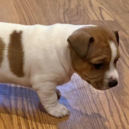 Dax - Chocolate and white male Teddy Roosevelt Terrier puppy in Twin Falls, Idaho from Margo Lauritsen