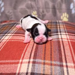 Jasper - Tricolor male Shih Tzu puppy in Phoenix, Arizona from Spoiled ShihTzu LLC