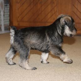 Teddy - Salt and pepper male Miniature Schnauzer puppy in Richardton, North Dakota from Crooked Tree Ranch
