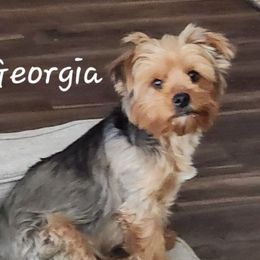 Georgia - Yorkshire Terrier