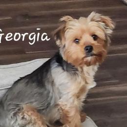 Georgia - Yorkshire Terrier
