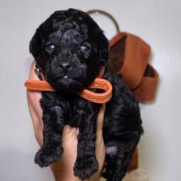 Dusk (Orange Collar) - Black male Poodle puppy in Plainfield, New Jersey from Caris Paws Poodles and Labradoodles