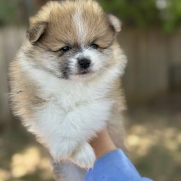 Pomeranian Puppies from Okie Poms
