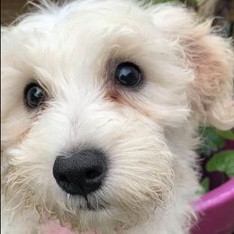Cavapoos and Goldendoodles from Makewayfordoodles!