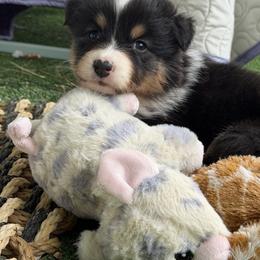 Garbo - Black tri-color female Australian Shepherd puppy in Kearney, Nebraska from Helix Aussies