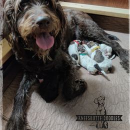 Penny - Labradoodle