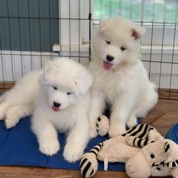 Samoyeds from Snopeak Samoyeds