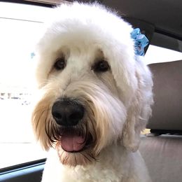 Willow  - Goldendoodle