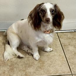 Skye - Dachshund