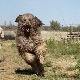 Winner - Poodle