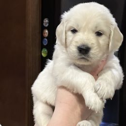 Assorted Doodle Crosses, Bernedoodle, Bernese Mountain Dog, Goldendoodle, Golden Retriever, and Sheepadoodle Puppies from CelticDoods