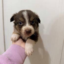 Blaze - Red tri-color male Australian Shepherd puppy in Cushing, Oklahoma from Midwest LP Aussies