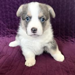 LEONARDO (LEO) - Blue male Pembroke Welsh Corgi puppy in Drain, Oregon from Sunnydale Corgis