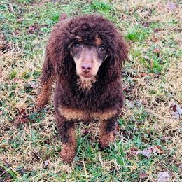 Molly - Poodle