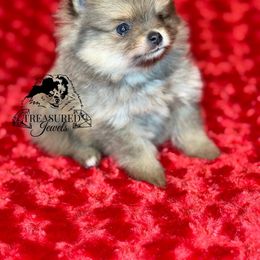 Sunny - Blue sable female Pomeranian puppy in Willis, Texas from Treasured Jewels Pomeranians