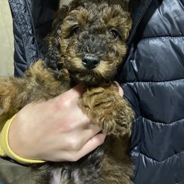 Cavapoo and Poodle Puppies from Happy Tails Poods and Doods