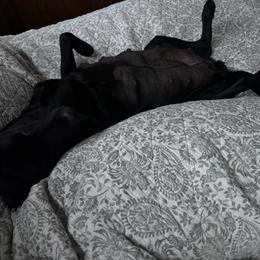 Labrador Retriever Puppies from Dawn's Labrador Retrievers