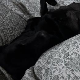 Labrador Retriever Puppies from Dawn's Labrador Retrievers