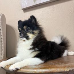 Bronco - Tri-colored male Pomeranian puppy in Phoenix, Arizona from Luxpomz