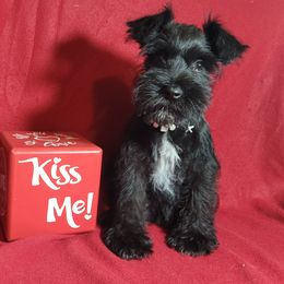 Companion Cross, Miniature Schnauzer, and Yorkshire Terrier Puppies from Puppy Sugars Kennels