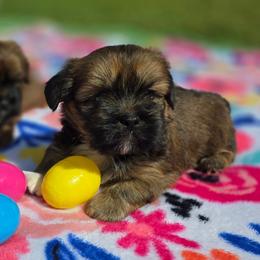 Boy 1 - Red male Lhasa Apso puppy in Ruffin, South Carolina from Maynard Meadows Lhasa Apsos