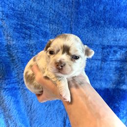 Leo - Merle male Chihuahua puppy in Mesa, Arizona from Arizona Dream Chihuahuas