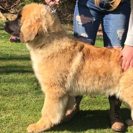 Leonbergers from Lowenhohle Leonbergers