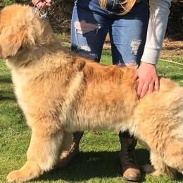 Leonbergers from Lowenhohle Leonbergers