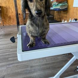 Dachshund puppies from Texas Blessed Dachshunds