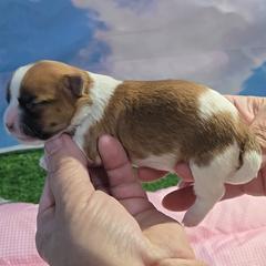 Wilma - female Mal-Shi puppy in Aurora, Missouri from KnJ Precious Paws LLC