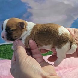 Wilma - female Mal-Shi puppy in Aurora, Missouri from KnJ Precious Paws LLC