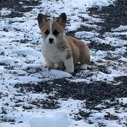 Drizzle - Red female Pembroke Welsh Corgi puppy in Morgantown, Pennsylvania from GoldStar Corgis (License Number 18519)