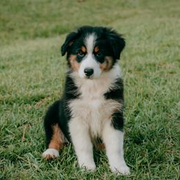 Liberty - Black tri-color female Australian Shepherd puppy in Aberdeen, North Carolina from Huckleberry Hill Aussies LLC.