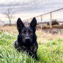 German Shepherd All Grown Up from Masky Kennel