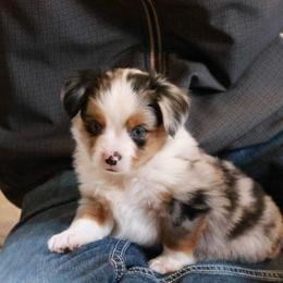Dasher - Blue merle male Toy Australian Shepherd puppy in Albia, Iowa from J Bar M Toy and Mini Aussies