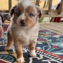 Scoob - Red merle male Toy Australian Shepherd puppy in Dayton, Washington from Columbia Coast Toy & Mini Aussies